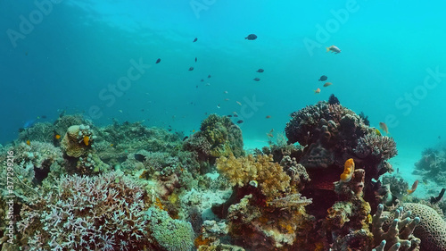 Reef Coral Scene. Tropical underwater sea fish. Hard and soft corals, underwater landscape. Panglao, Bohol, Philippines.
