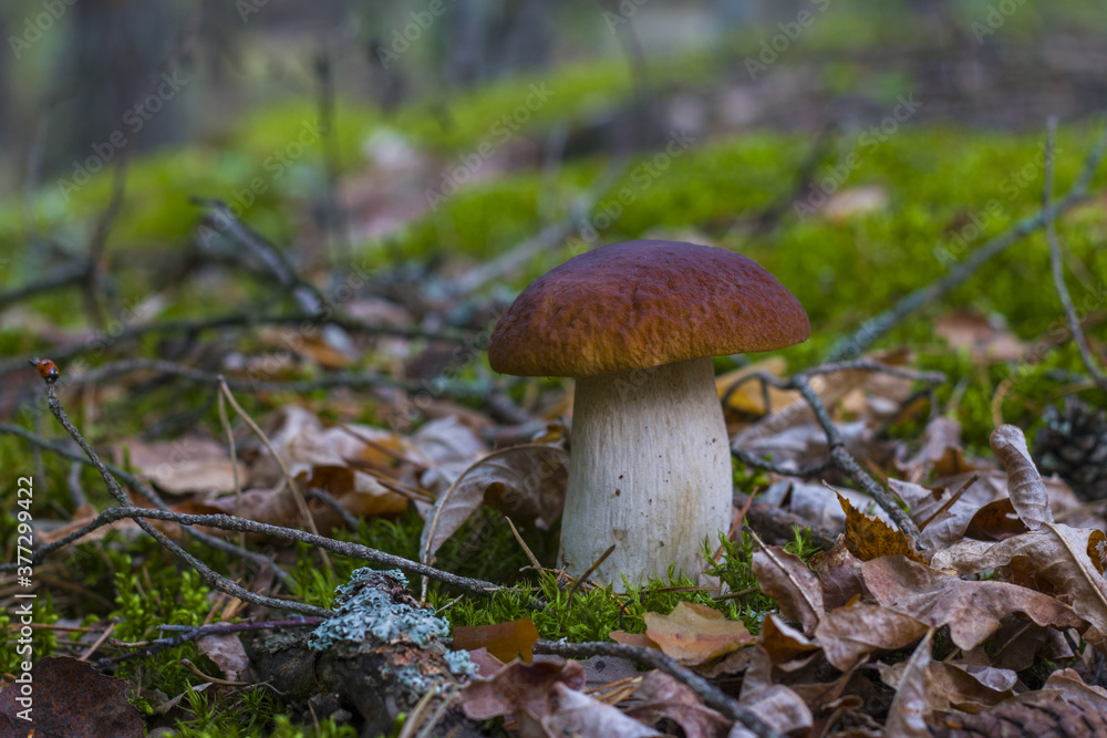 cep grow in forest moss and foliage cep grow in forest moss and foliage