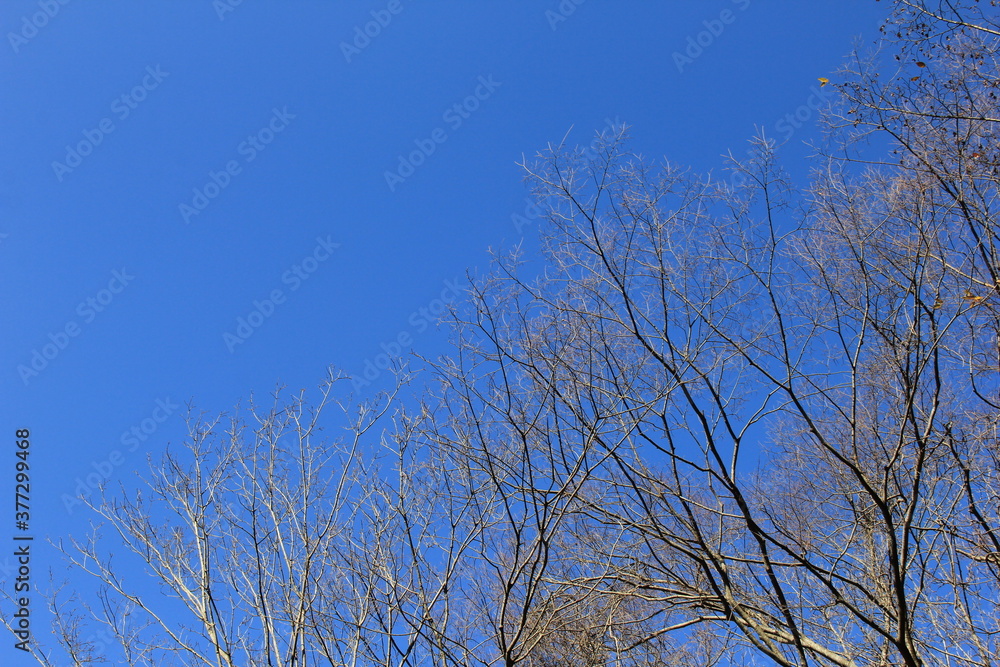 快晴の下の、葉がすべて落ちた木々 快晴の下の、葉がすべて落ちた木々