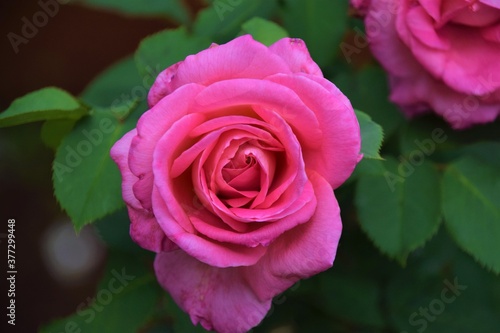 Pink rose flower in bloom closeup detail