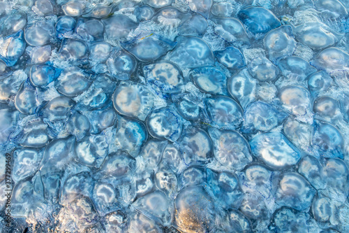 background and texture of large blue jellyfish washed ashore. Ecological catastrophy