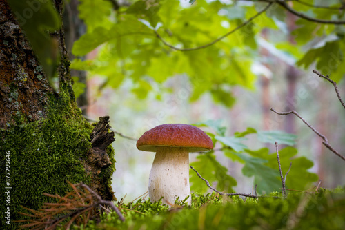cep mushroom in moss and oak leaves
