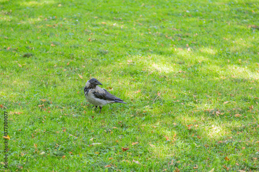 Obraz premium Gray-black crow on a green autumn lawn in the park