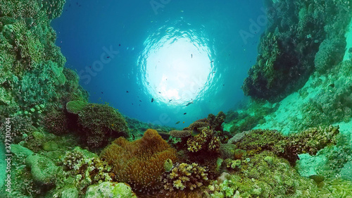 Underwater fish reef marine. Tropical colorful underwater seascape with coral reef. Panglao, Bohol, Philippines.
