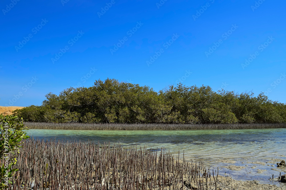 mangrove trees on the shore of a sea bay in salt wate