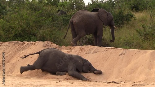 Young elephant stumbles on sandy riverbed with adults nearby