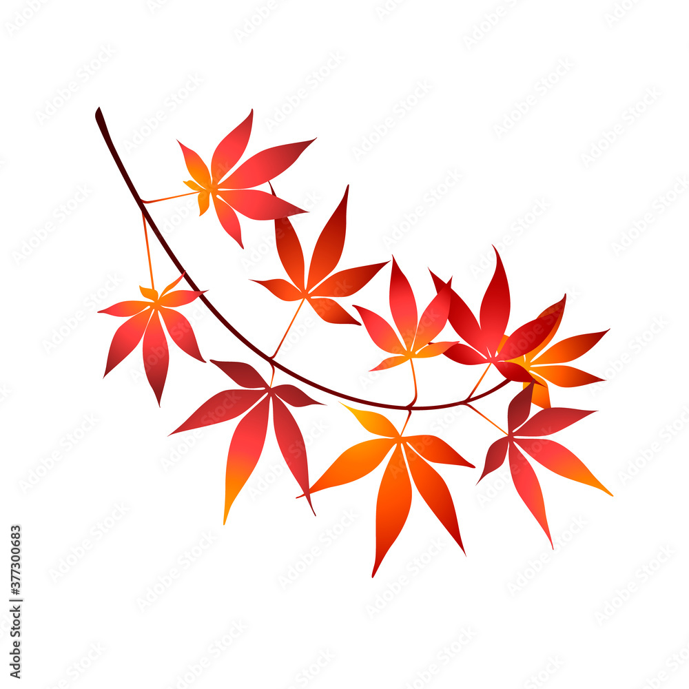 Red maple tree leaves vector illustration. Japanese maple tree branch isolated on white background. Eps 10 vector illustration. Red maple tree leaves vector illustration. Japanese maple tree branch isolated on white background. Eps 10 vector illustration.