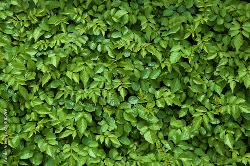 Wallpaper Mural Green leaves on dense shrub detail as natural background Torontodigital.ca
