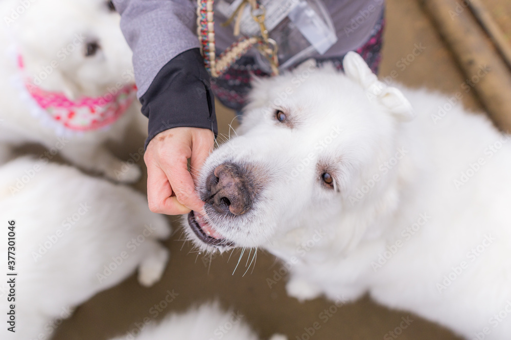 グレートピレニーズ 超大型犬 犬 白い犬 ピレネー グレートピレニーズ 超大型犬 犬 白い犬 ピレネー