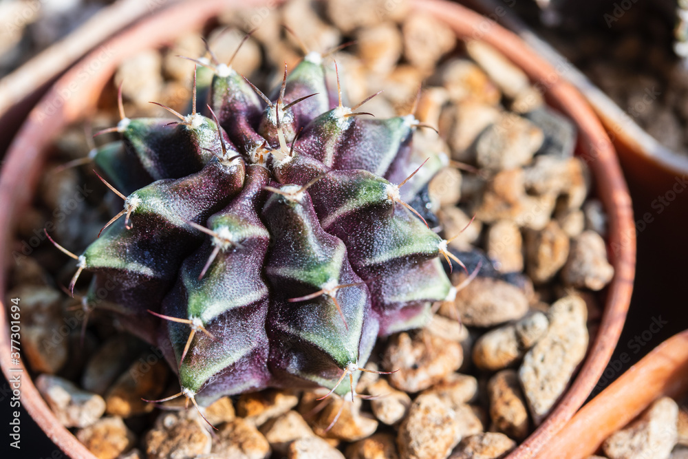 Close up of variegated Gymnocalycium cactus Close up of variegated Gymnocalycium cactus