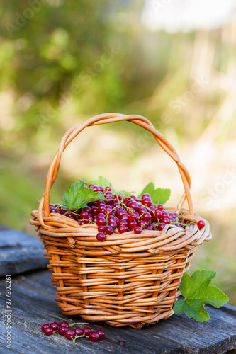Fresh red currants in a basket on a wooden table close-up. Ripe red currants in a wicker basket  wooden background. Summer fresh berries. The taste of summer.