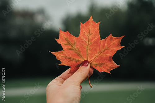 a woman s hand holds an autumn maple leaf