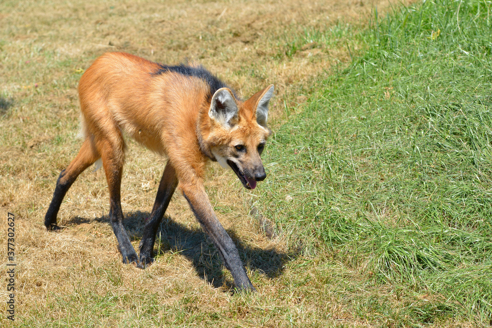 Maned Wolf (Chrysocyon brachyurus) with its characteristic legs walking on  grass and seen of profile, the open mouth Stock Photo | Adobe Stock