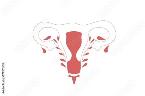 Vector illustration of woman uterus.
