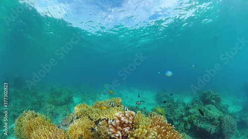 Fototapeta Naklejka Na Ścianę i Meble -  Tropical coral reef. Underwater fishes and corals. Philippines.