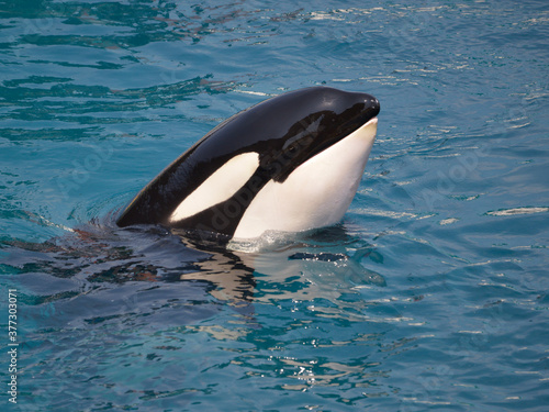 Head of killer whale  Orcinus orca  in blue water