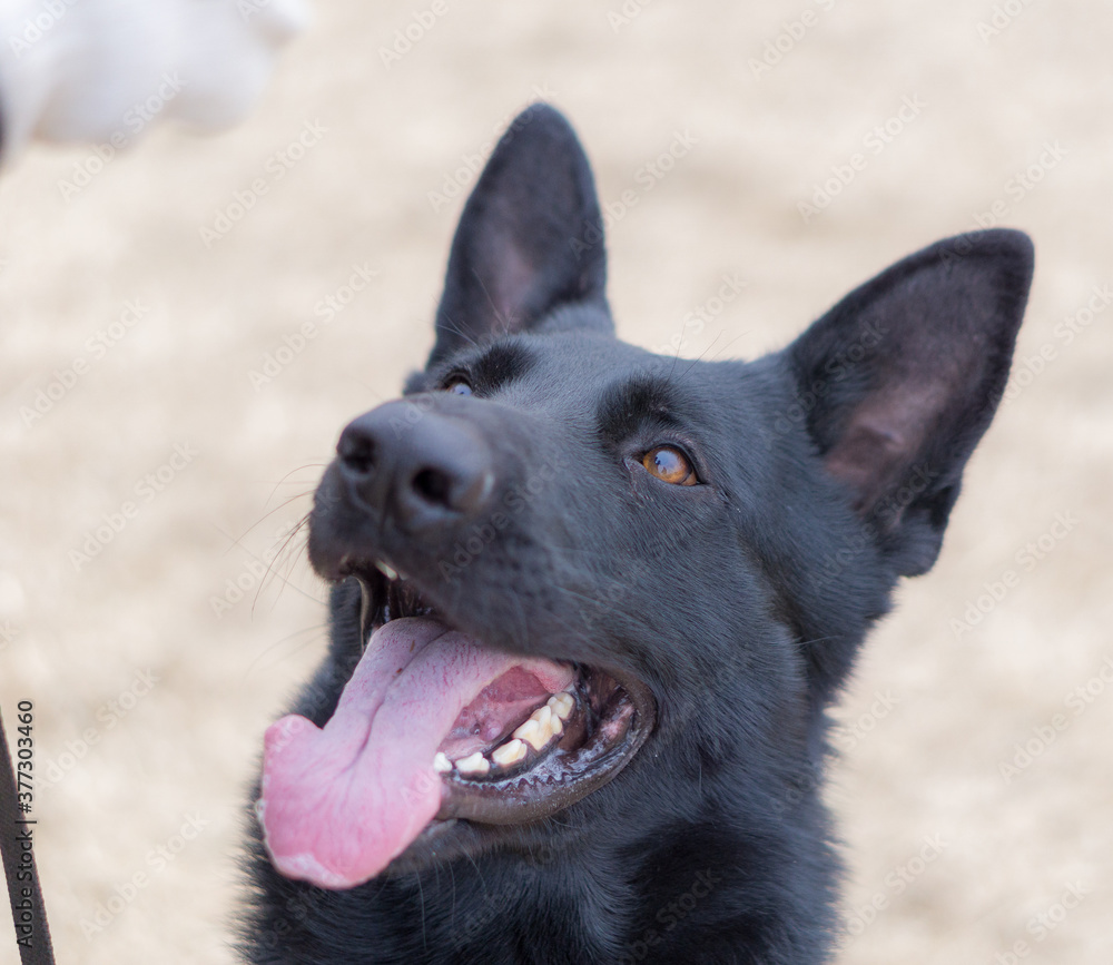 Naklejka premium ジャーマンシェパードドッグ 犬 ブラックシェパード 警察犬