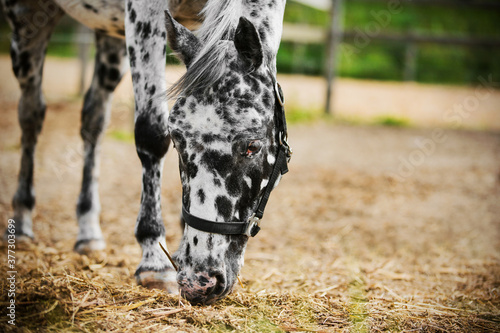 Portrait of a beautiful spotted black and white horse with white eyelashes and a halter on its muzzle, which eats hay and grazes. Farming. The care of the horse.