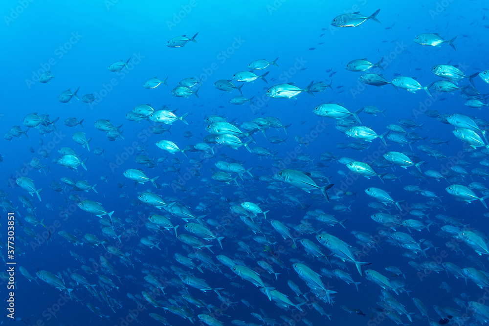 Surrounded by a school of fish Surrounded by a school of fish