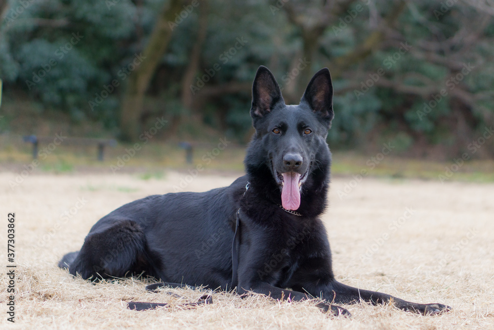 ジャーマンシェパードドッグ 犬 ブラックシェパード 警察犬 ジャーマンシェパードドッグ 犬 ブラックシェパード 警察犬