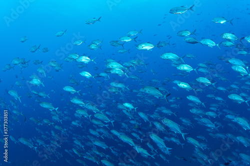 Surrounded by a school of fish