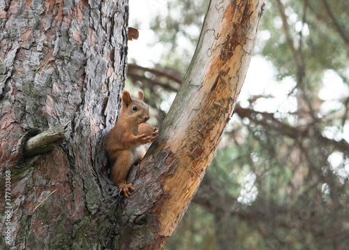 Squirrel gnaws a nut on a branch of a coniferous tree