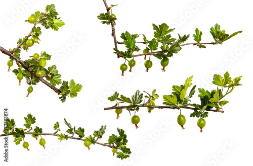 gooseberry bush branch with green leaves and berries on a white background. set, collection