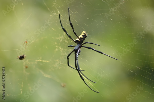 Orb weaver spider on web