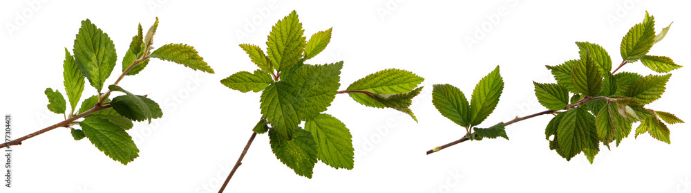 branch of felt cherry with green leaves on a white background. set, collection branch of felt cherry with green leaves on a white background. set, collection
