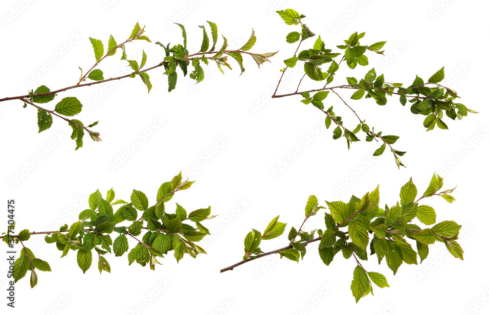 branch of felt cherry with green leaves on a white background. set, collection branch of felt cherry with green leaves on a white background. set, collection