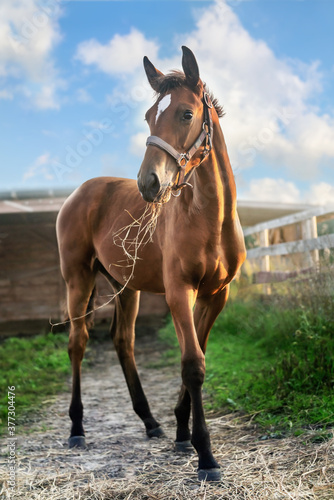 Beautiful young horse