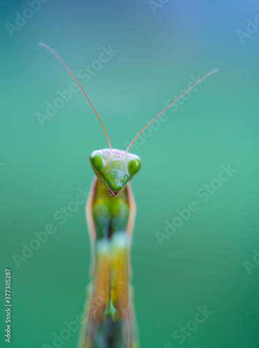 European mantis - Mantis (Mantis religiosa), Insectos, Arthropodos, Cantabria, Spain, Europe