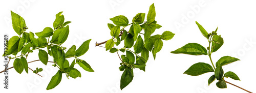 jasmine bush branch with green leaves on a white background. set, collection