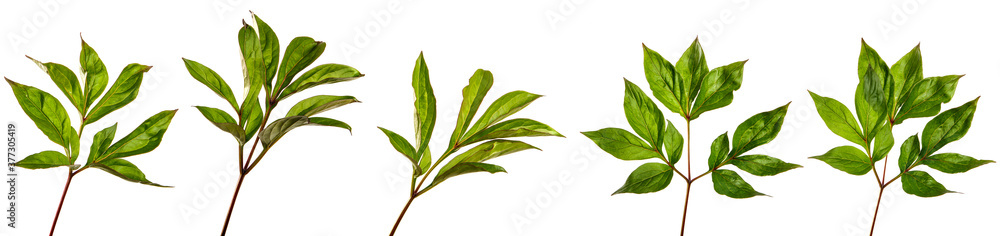 green peony leaves on a white background. set, collection