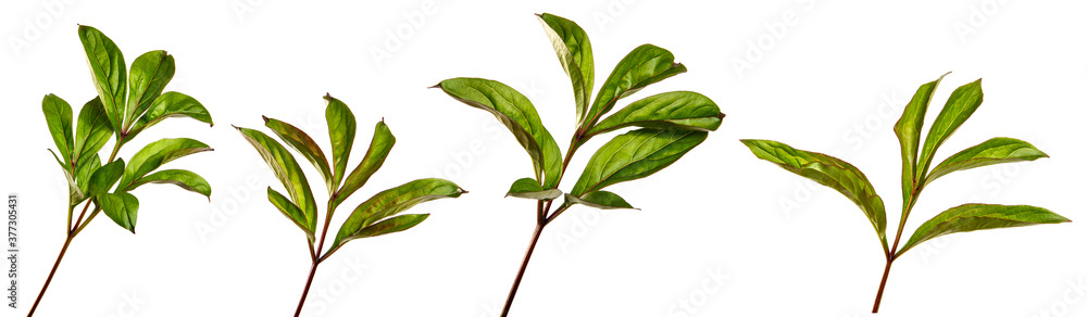 green peony leaves on a white background. set, collection green peony leaves on a white background. set, collection