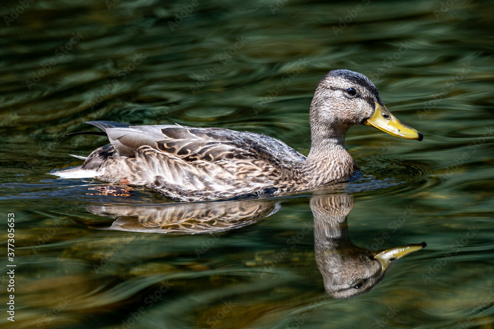 Patos Patos