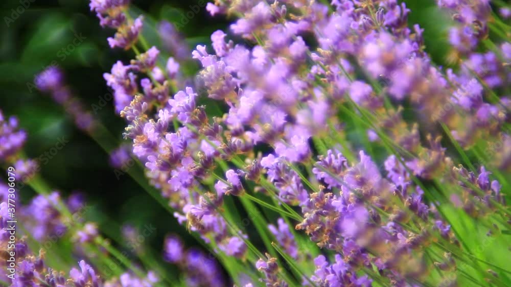 Close up of beautiful flowers of lavender on the field.