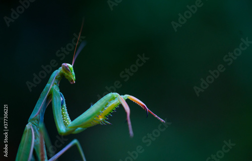 European mantis - Mantis (Mantis religiosa), Insectos, Arthropodos, Cantabria, Spain, Europe © JUAN CARLOS MUNOZ