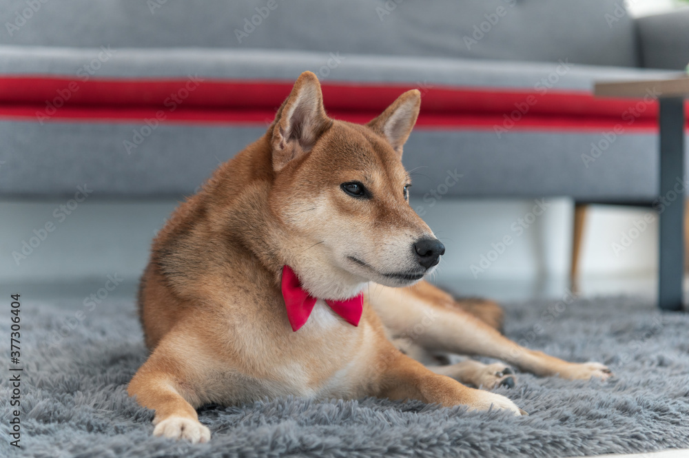 Shiba Inu Japanese dog with tie bowtie red on the carpet near sofa in living room. Pet Lover concept. animal portrait with copy space Shiba Inu Japanese dog with tie bowtie red on the carpet near sofa in living room. Pet Lover concept. animal portrait with copy space