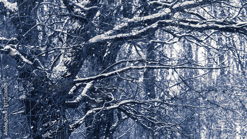 Obraz na plátne Snow-covered  trees in a dark dense forest during a snowfall