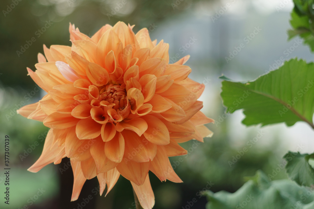 Fiore