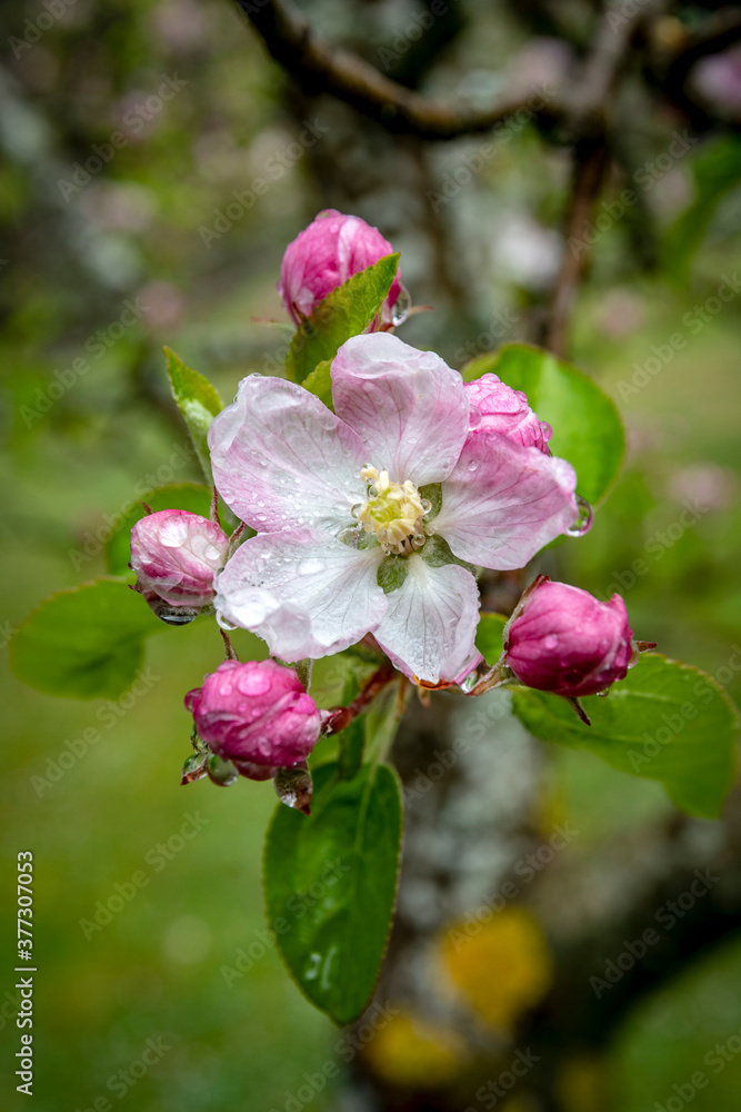 Obraz premium Flor de Manzano