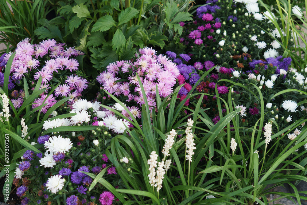 Fiori