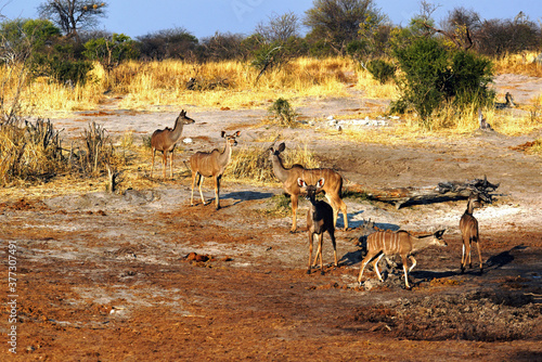 Weibliche Kudus, trinkend  am  Wasserloch, in Botswana 