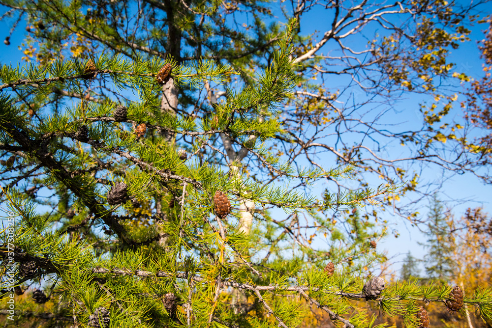 Fototapeta premium Spruce with cones against the sky, close-up