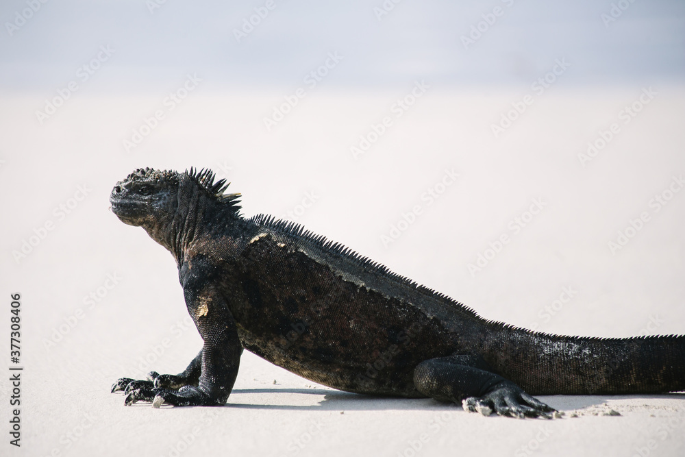 Fototapeta premium Galápagos marine iguana on the white sand beach