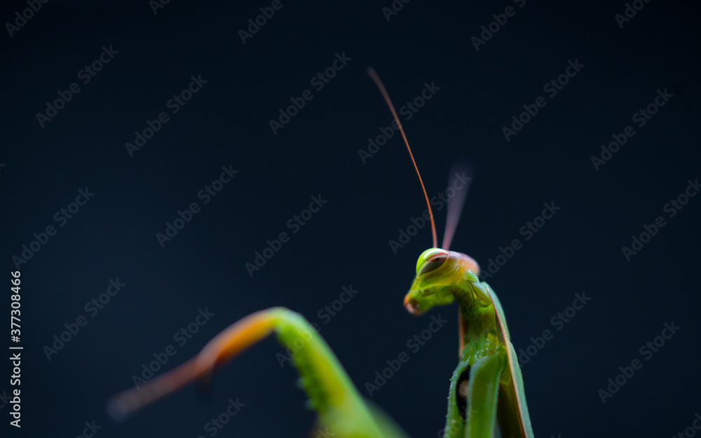 Naklejka premium European mantis - Mantis (Mantis religiosa), Insectos, Arthropodos, Cantabria, Spain, Europe