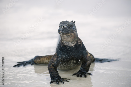 Gal  pagos marine iguana on the white sand beach