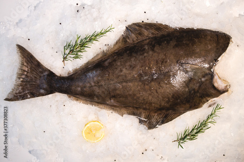 Photography Raw fresh organic halibut on ice. Top view