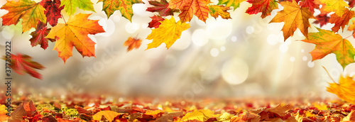 Colorful autumn leaves decorate a beautiful nature bokeh background with foliage on the forest ground  wide panorama format